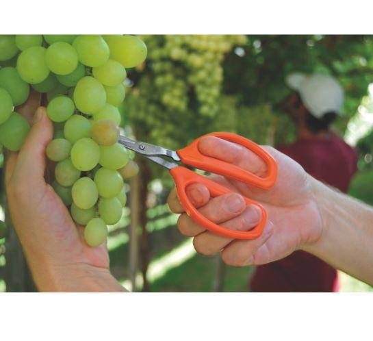 TESOURA PARA FRUTAS METALICA CABO PLASTICO TRAMONTINA (78310101)